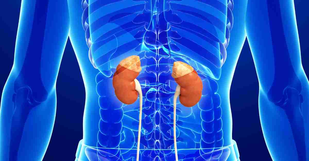Urinary system - adrenal gland