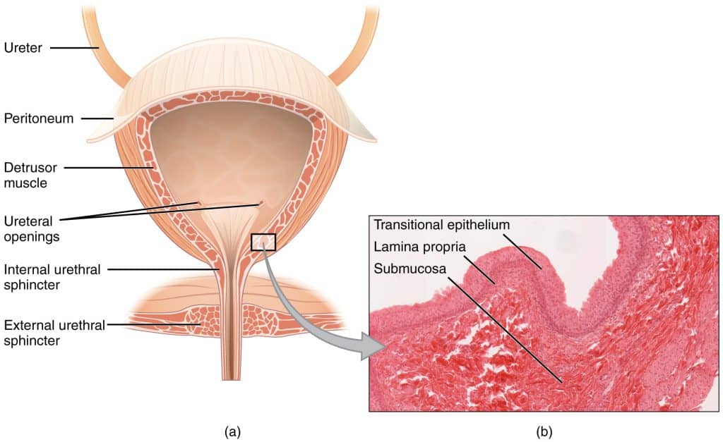 Urinary system - Anatomy