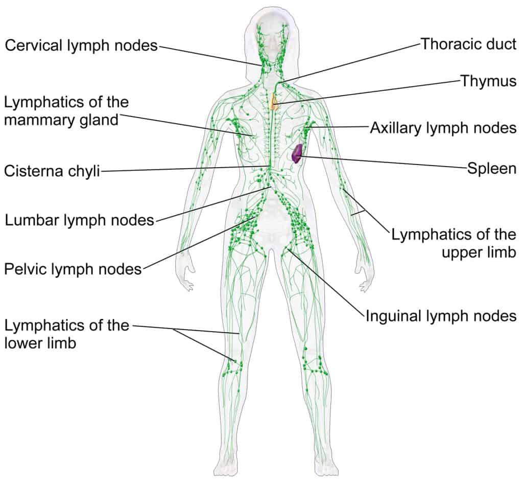 Lymph node - Lymphatic system
