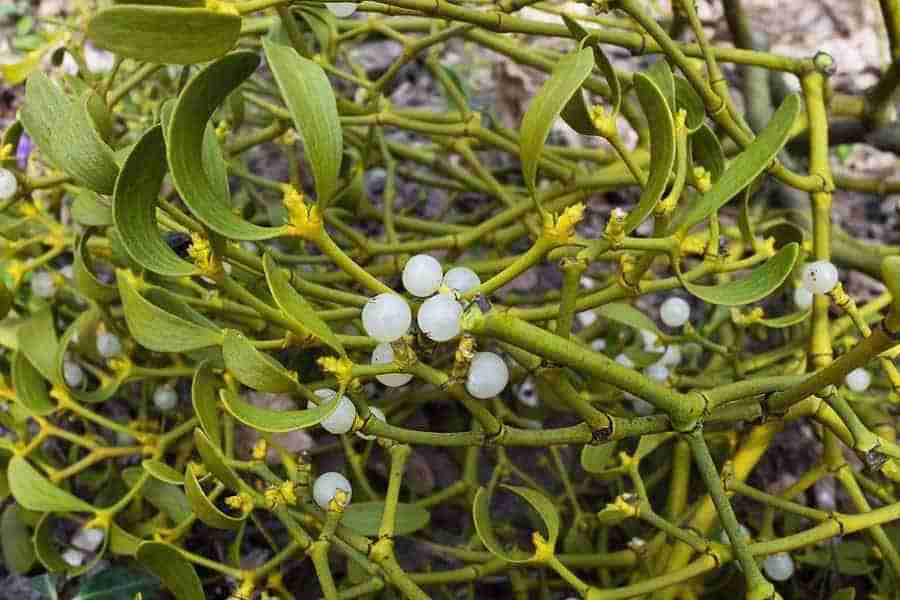 Mistletoe therapy holistic cancer treatment
